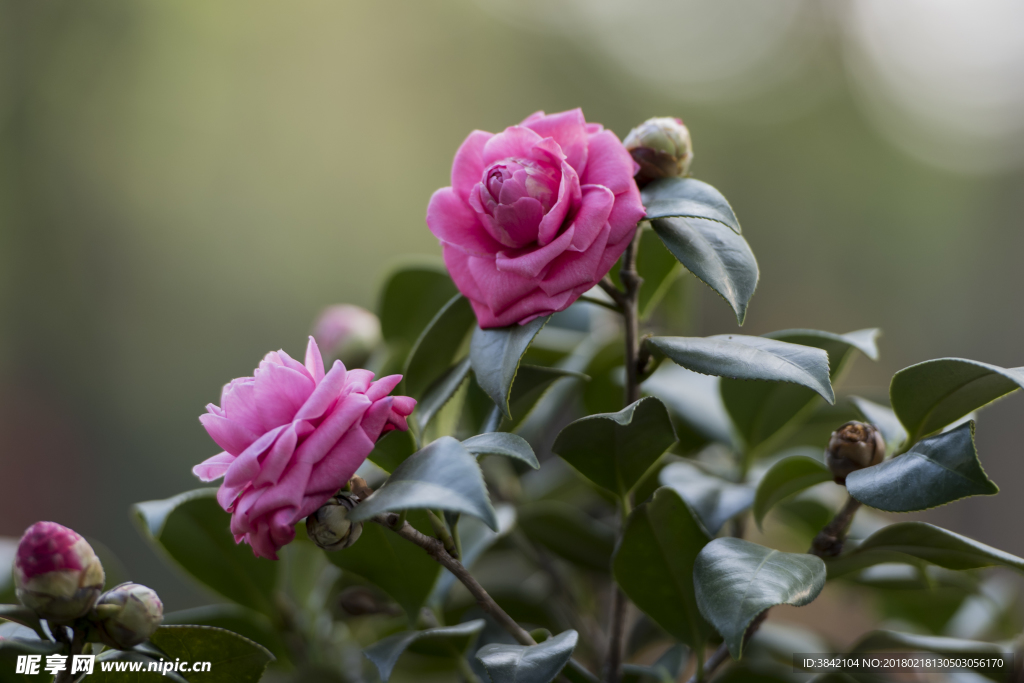 山茶花
