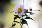 山茶花