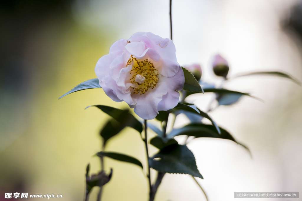 山茶花