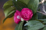 山茶花