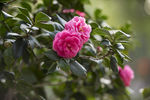 山茶花