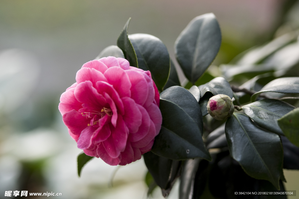 山茶花