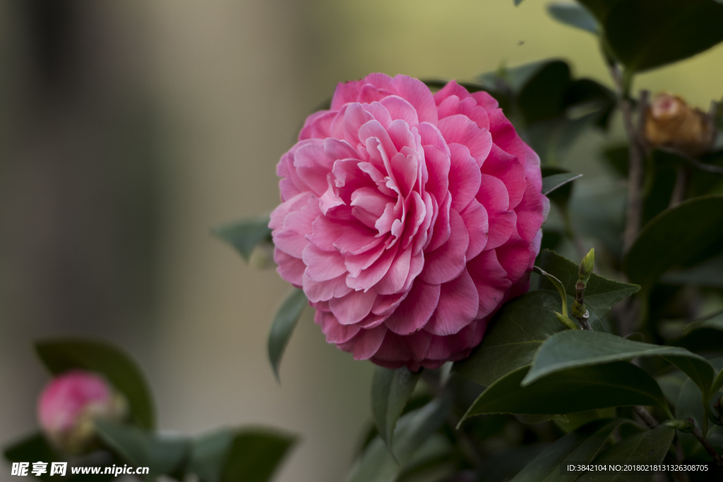山茶花