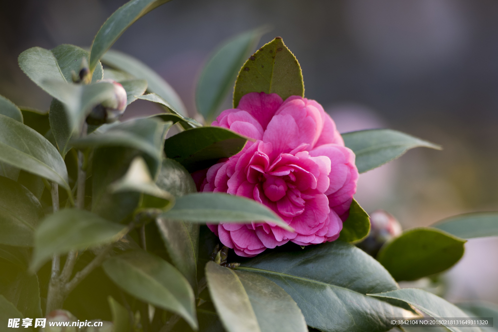 山茶花