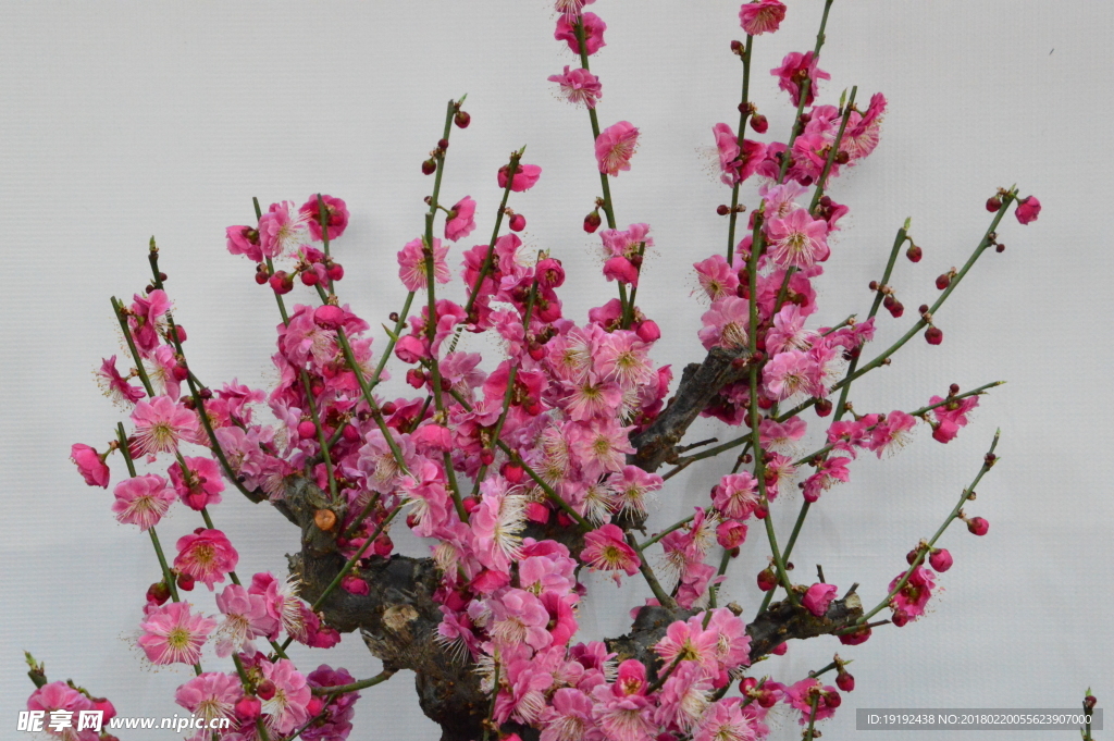 梅花