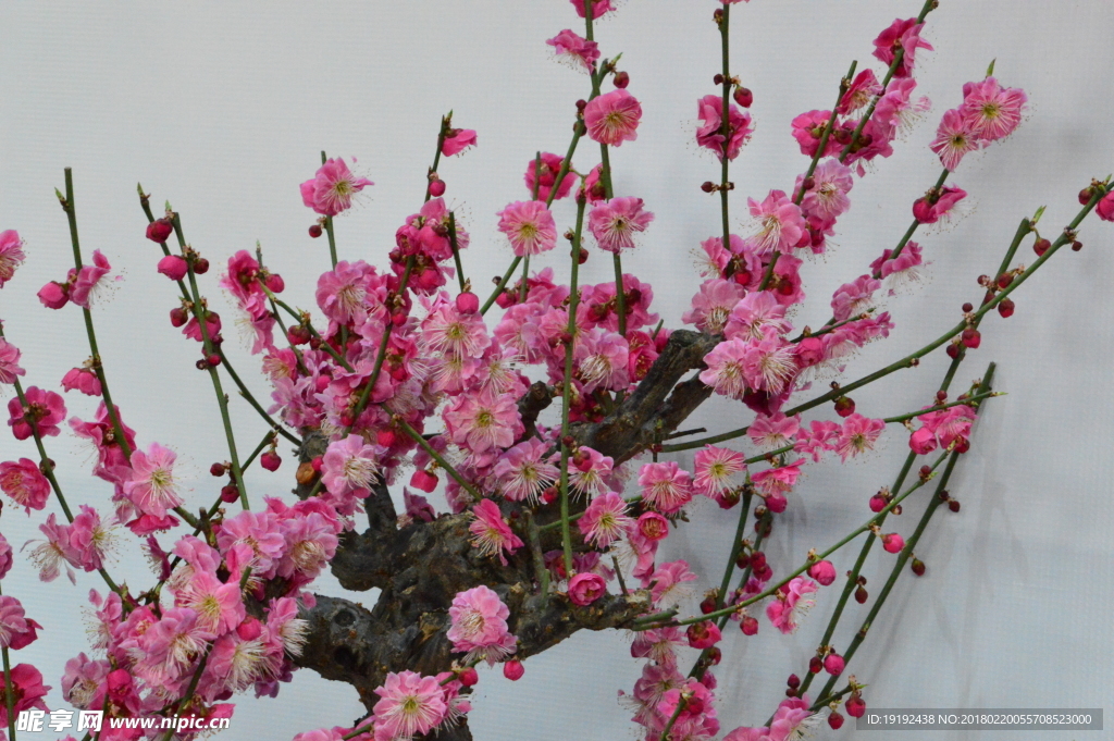 梅花