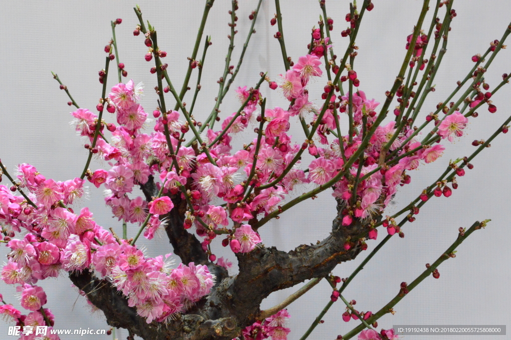 梅花