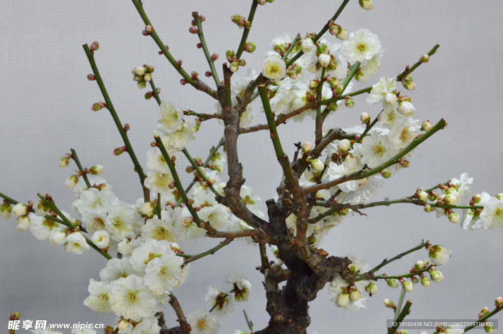 梅花