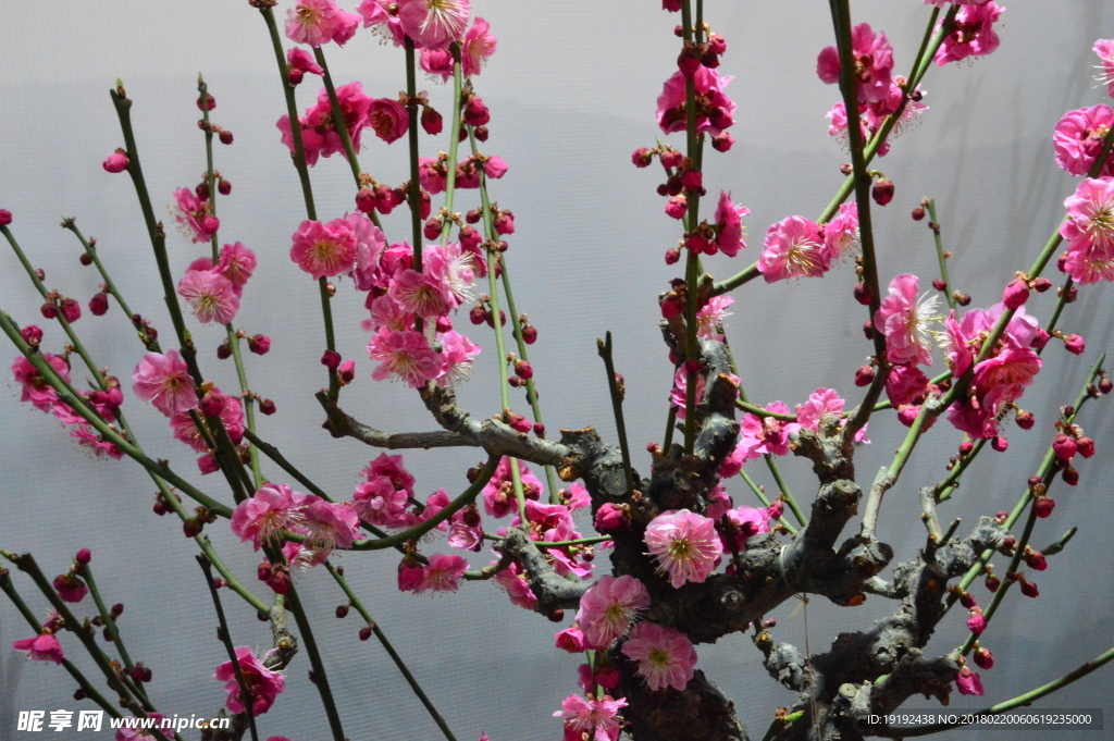 梅花