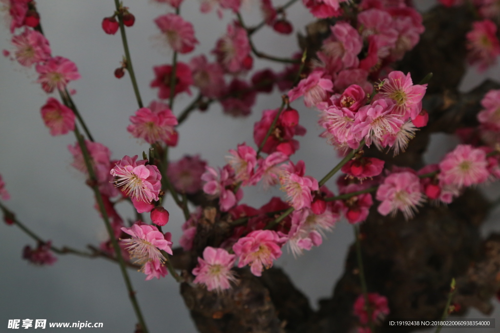 梅花