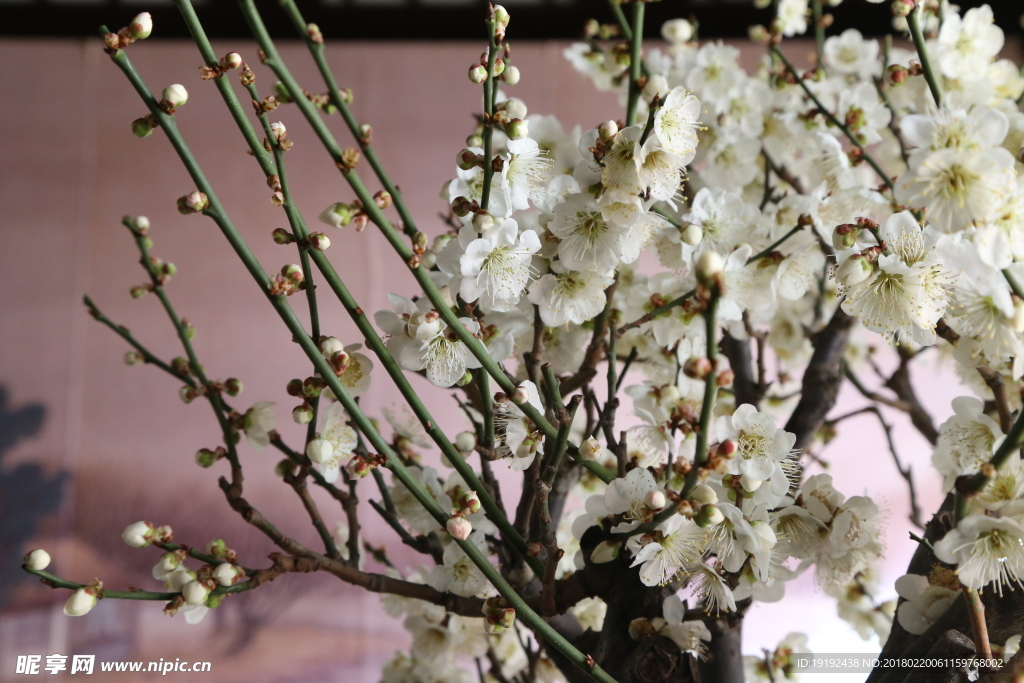 梅花