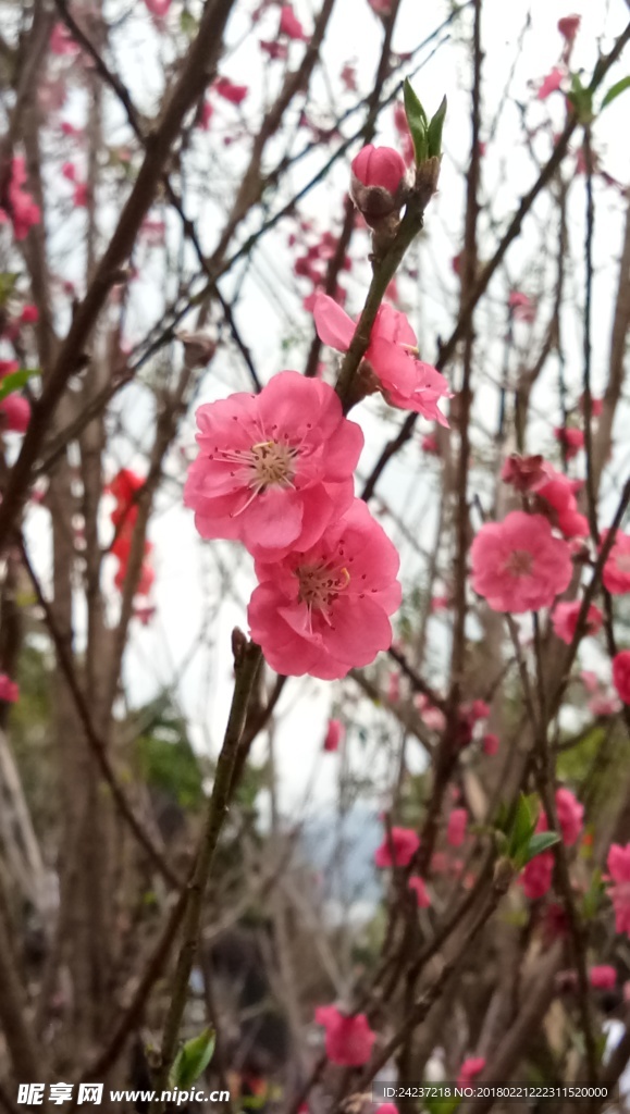 桃花