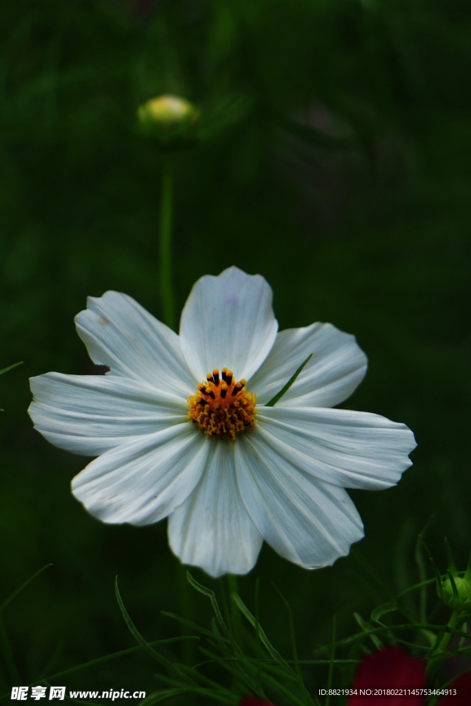 格桑花