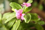 小花