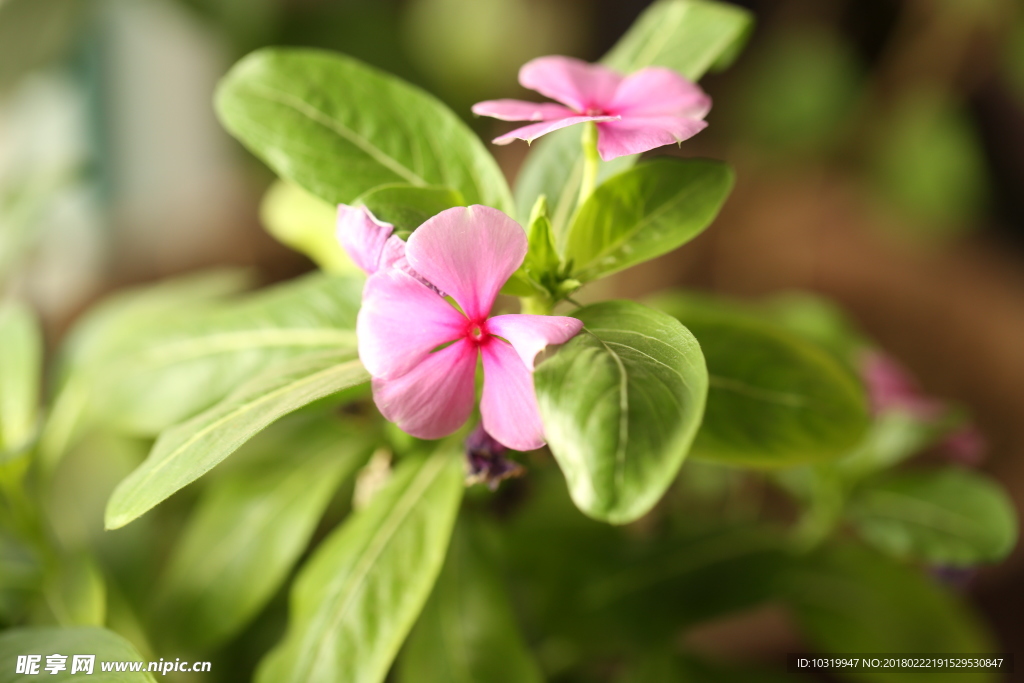 小花