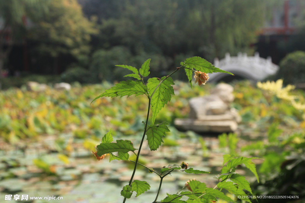 绿色植物