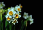 水仙花