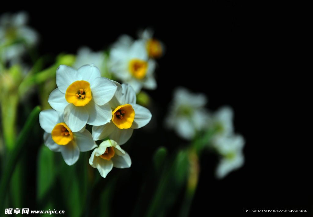 水仙花