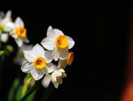 水仙花