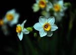 水仙花
