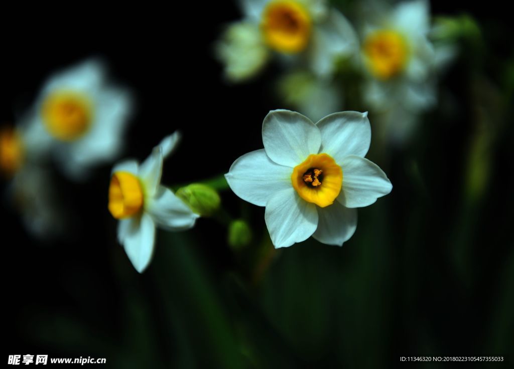 水仙花
