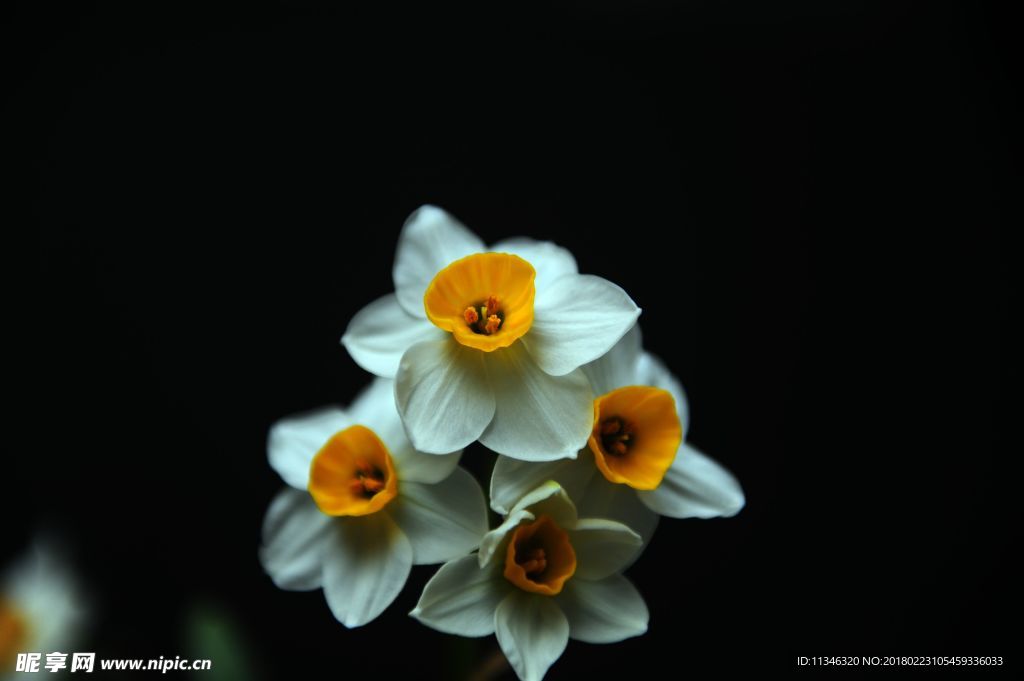 水仙花