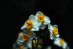 水仙花