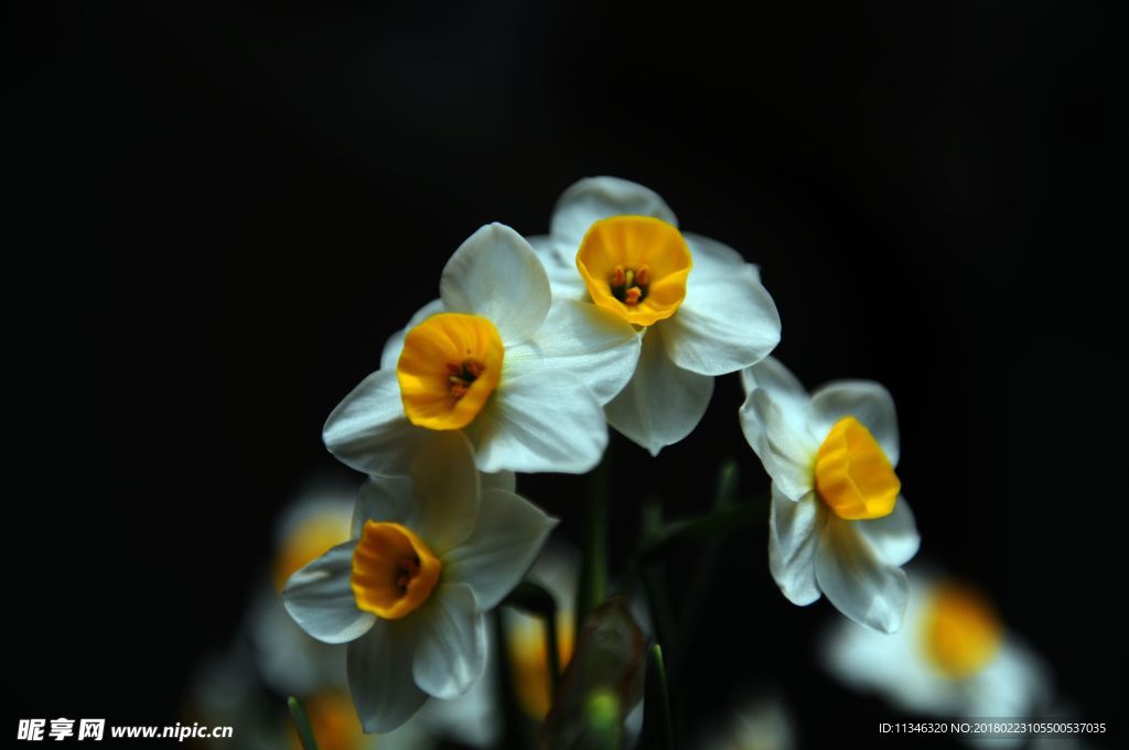 水仙花