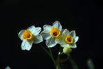 水仙花
