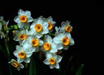 水仙花