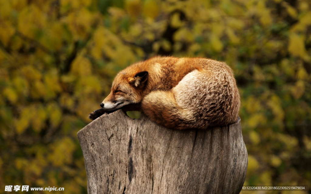 树桩睡觉的狐狸
