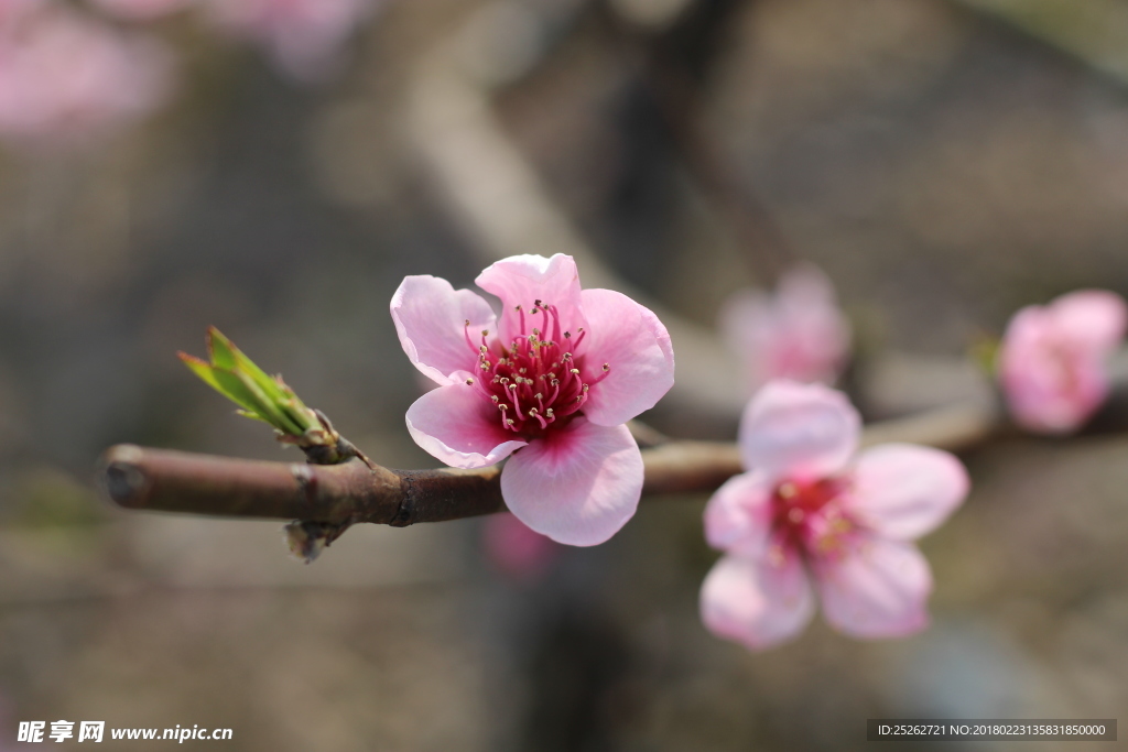 桃花