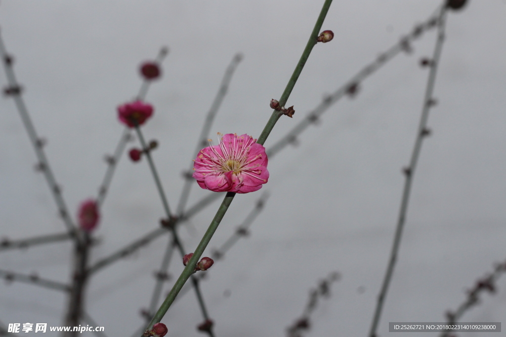 梅花