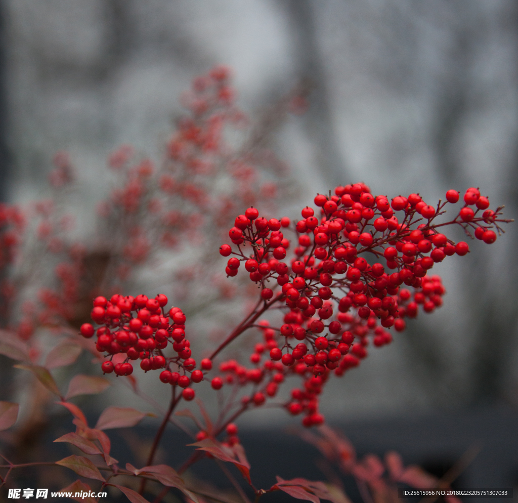 湖南省森林植物园