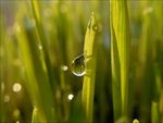 草叶水滴壁纸图片