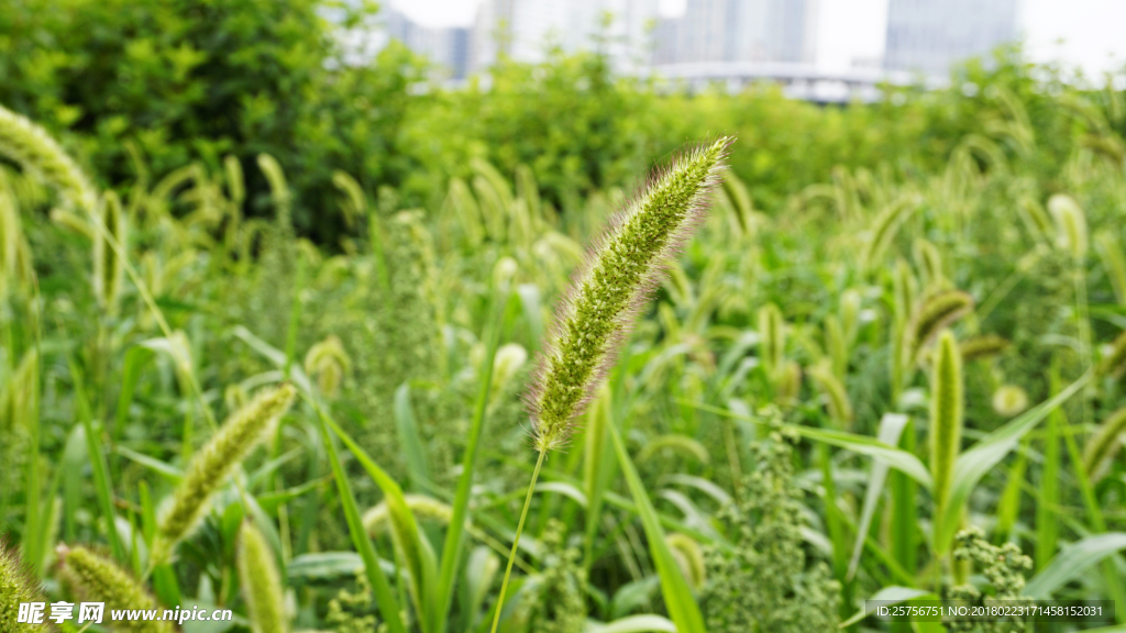 绿色植物狗尾巴草图片