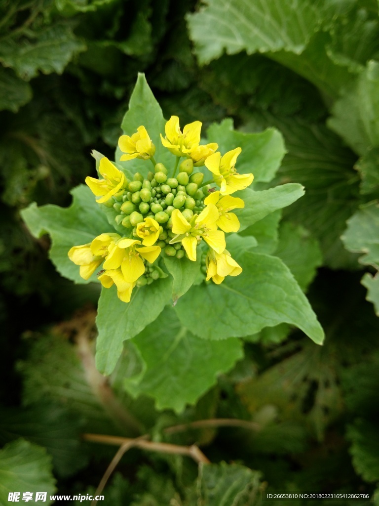 花  油菜花