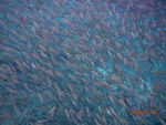 热浪岛的鱼