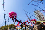 梅花蜡梅迎春