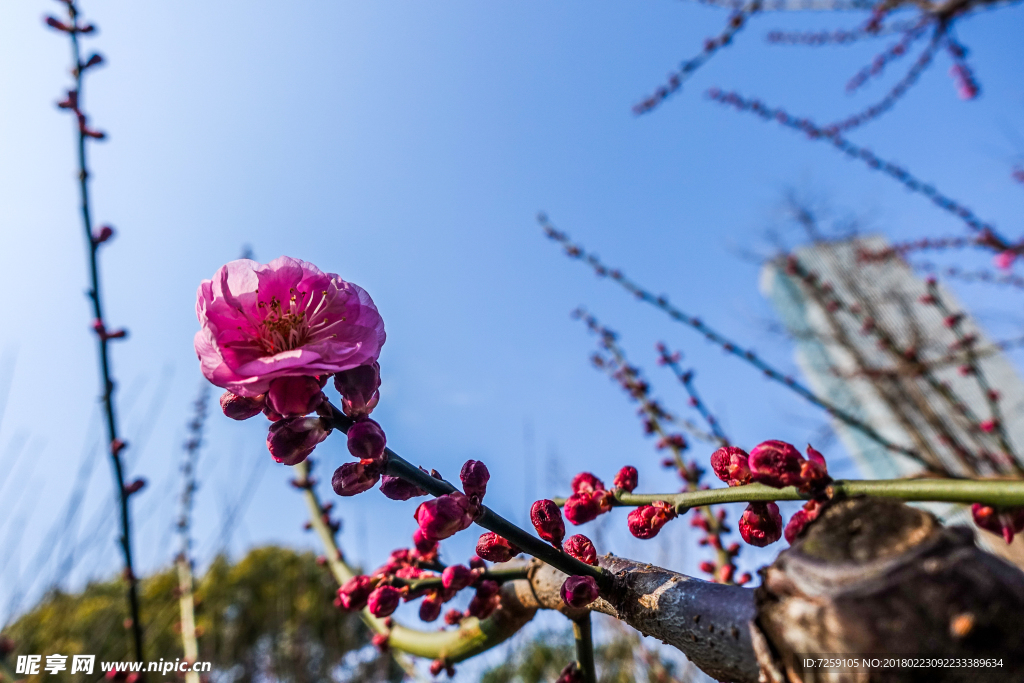 梅花蜡梅迎春