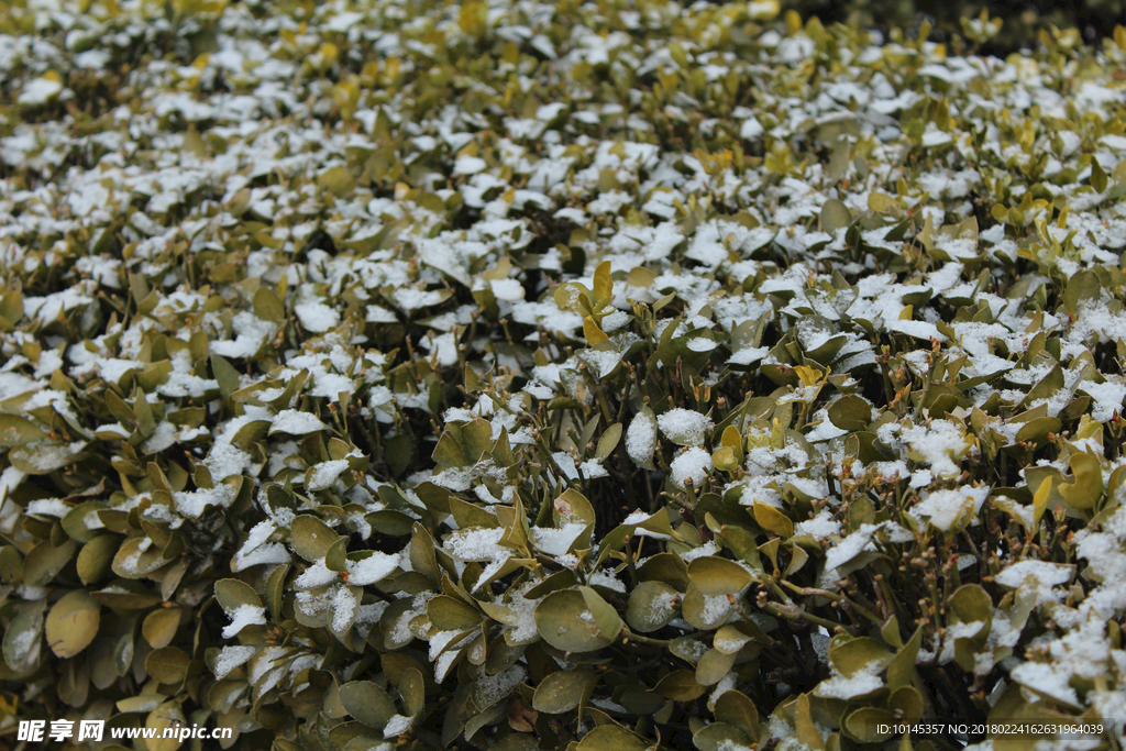 雪后冬青