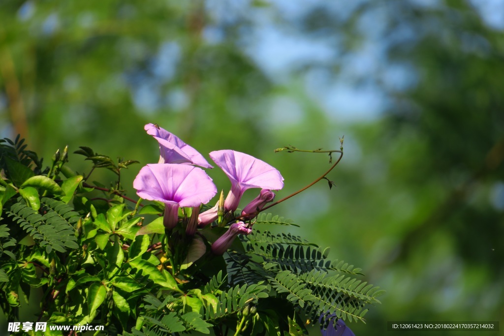 花