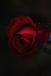 玫瑰花