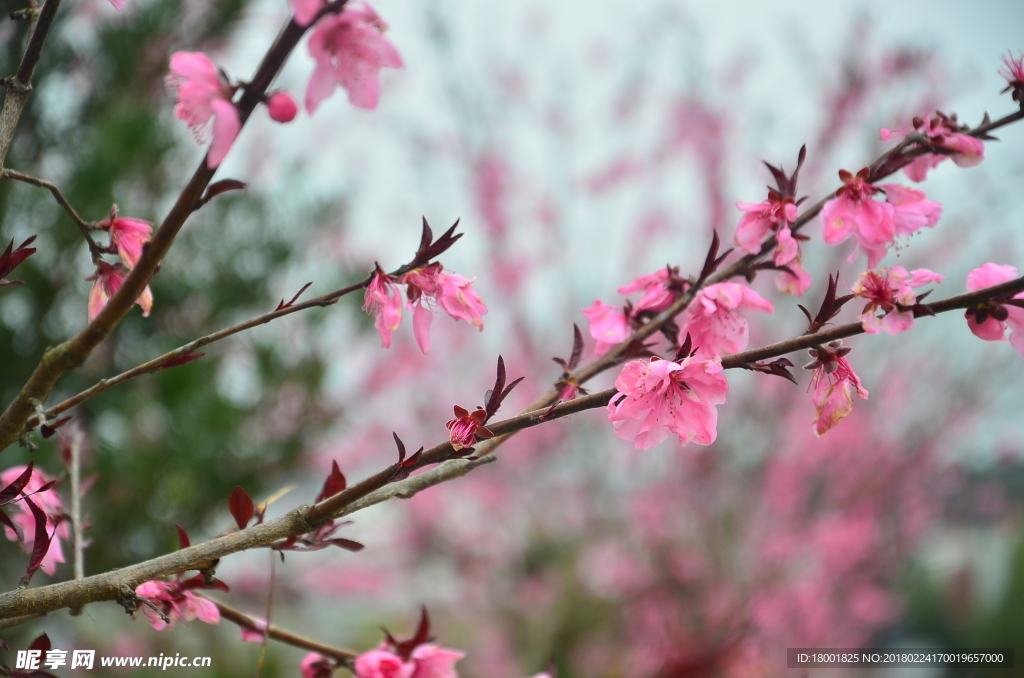 桃花