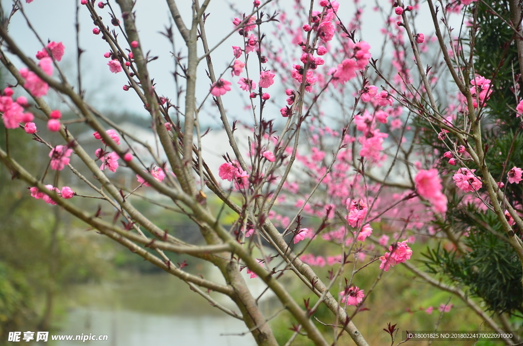 桃花