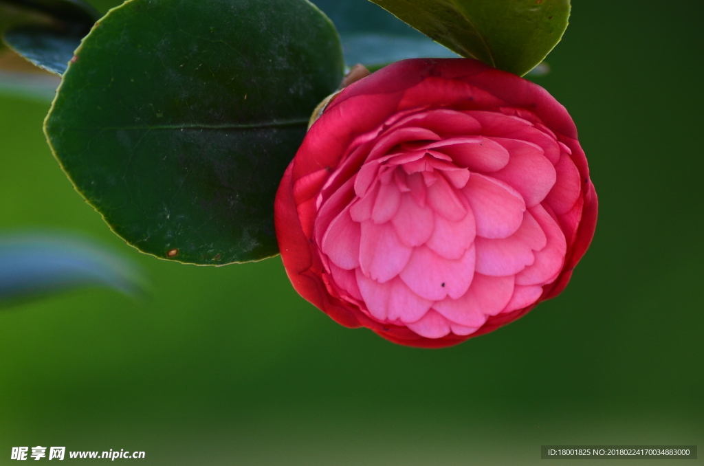 山茶花