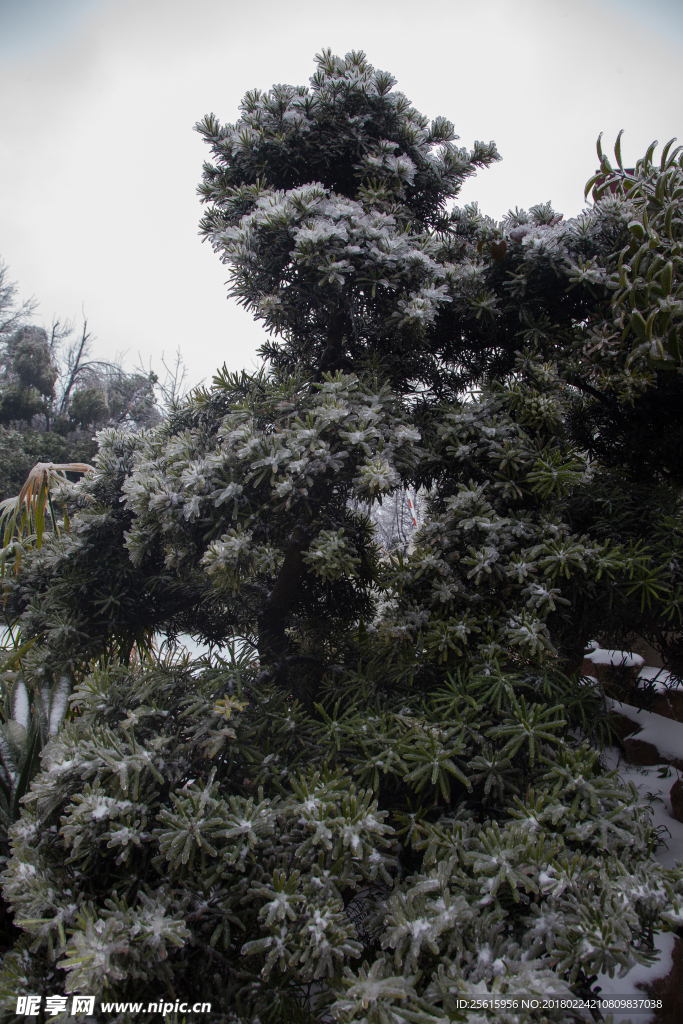 长沙岳麓山雪景