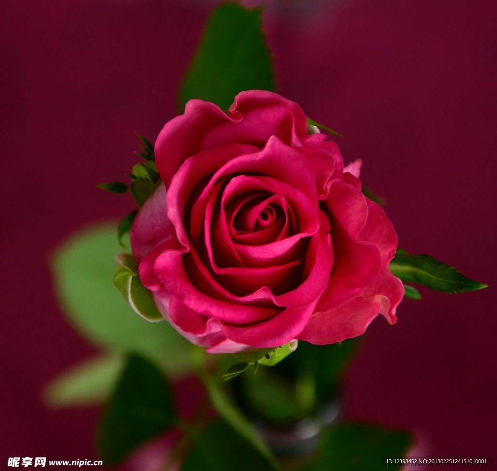玫瑰花