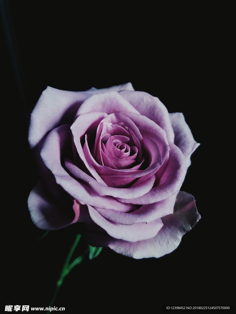 玫瑰花