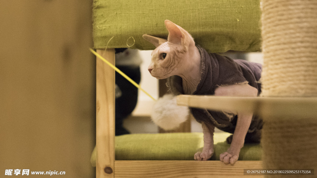 猫